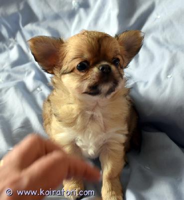 MYYDääN chihuahua www.koiratori.com-ilmoitus Myytävänä chihuahuan urospentu. Syntynyt 04.07.2025, pitkäkarvainen pentu. Erittäin iloinen ja leikkisä! pennuilla on fci/ekl paperit, export pedigree. Pennut on rokotettu, sirutettu, omaavat eu passin ja osto-myynti sopimukset. Pennun vanhemmilla on tutkittu polvet - pl 0/0.puh. +372 58145406 (eng)t-vork@hotmail.com