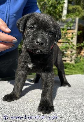 MYYDääN canecorso www.koiratori.com-ilmoitus Vapaa vielä 1 brindle-narttupentu

syntyneet 20.7.2025, pentueessa 6 narttua ja 3 urosta.

luovutus aikaisintaan 14.9.2025, kun pennut täyttävät 8 viikkoa. Pennut luovutetaan vain vastuuntuntoisiin ja pysyviin koteihin. Osamaksu ei ole mahdollinen.

vanhemmat:
	•	isä: ulisse castrignano est-01027/25
	•	emä: aquila dorata bromelia est-01028/25

pennut kasvavat perheen keskellä ja tottuvat jo varhain kodin ääniin ja käsittelyyn. Ne ovat luonteeltaan sosiaalisia ja reippaita.

ennen luovutusta pennuille tehdään eläinlääkärin tarkastus, josta saa kirjallisen todistuksen. Pennut madotetaan useaan kertaan eläinlääkärin ohjeiden mukaan, ja niille laitetaan mikrosiru ennen luovutusta. Kaikilla pennuilla on fci rekisteröinti ja virallinen sukutaulu.

mukaan tulee pentupaketti sekä kasvattajan tuki jatkossakin.

kontakti: käthy suuder, nordicshadow kennel, gathy66@hotmail.com
