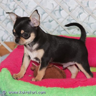 MYYDääN chihuahua www.koiratori.com-ilmoitus Myydään: erittäin kaunis mustaruskea lyhytkarvainen chihuahuan pentu. Syntynyt 28.06.2025. Rekisteröity viron kennelliittoon. Pennulla on kaikki tarvittavat asiakirjat, se on rokotettu ja sirutettu. Vanhemmat ovat viron ja latvian valioita. Vanhemmilla on tarvittavat terveystodistukset. Jos olet kiinnostunut, ole valmis esittelemään itsesi ja perheesi, sillä haluan valita parhaan kodin ja sopivimman perheen.