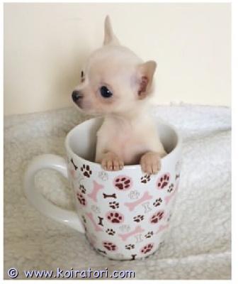 myydään chihuahua www.koiratori.com-ilmoitus Erittäin kauniita pentuja vailla uutta kotia. Lyhytkarvaisia ja yksi pitkäkarvainen, kuten äiti. Pennut ovat hyvänluonteisia ja kauniita koiranpentuja. Vanhemmat ovat omia koiriamme ja ne voi nähdä. Pentujen luonteessa on aika hyvä tasapaino.

syntynyt 25.06.2025

2 poikaa ja 2 tyttöä,  
luovutusajankohta on heti, kun ne ovat ikänsä puolesta valmiita. Pentuja on madotettu 2 kertaa, eläinlääkärin tarkastamia ja mikrosirutettu. Mukana tulee eläinlääkärin todistus.

kuljetus on mahdollista.