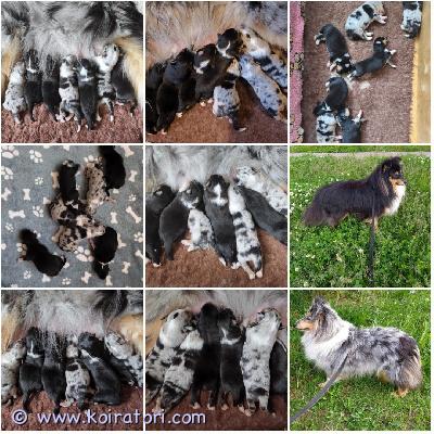 MYYDääN sheltie puppies www.koiratori.com-ilmoitus The kennel is opening reservations for sheltie puppies: 1 tricolor girl and 2 tricolor boys.
the puppies were born on 08/21/2025.
they will be ready to go to a new family in early november.
each puppy will have an ekl/fci pedigree, a european passport, a chip, a vaccine according to age, and a sales contract.
i have whatsapp, viber.

kennel varaa sheltinpentuja: 1 tricolor-tyttö ja 2 tricolor-poikaa.
pennut syntyivät 21.8.2025.
ne ovat valmiita muuttamaan uuteen perheeseen marraskuun alussa.
jokaisella pennulla on ekl/fci-sukutaulu, eurooppalainen passi, siru, iän mukainen rokotus ja kauppakirja.
minulla on whatsapp ja viber.