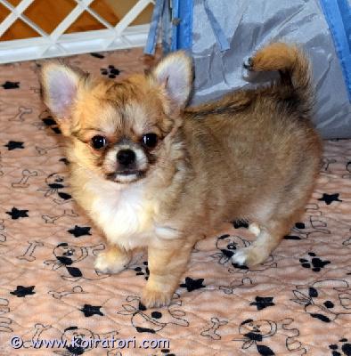 MYYDääN chihuahua www.koiratori.com-ilmoitus Myytävänä chihuahuan urospentu. Syntynyt 04.07.2025, pitkäkarvainen pentu. Erittäin iloinen ja leikkisä! pennuilla on fci/ekl paperit, export pedigree. Pennut on rokotettu, sirutettu, omaavat eu passin ja osto-myynti sopimukset. Pennun vanhemmilla on tutkittu polvet - pl 0/0. Puh. +372 58145406 (eng) t-vork@hotmail.com