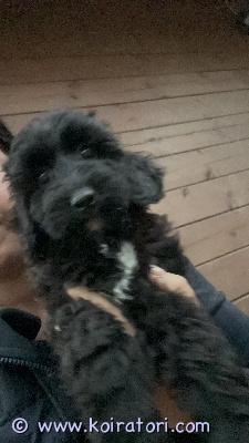 myydään minilabradoodle www.koiratori.com-ilmoitus Luovutusikäinen 4.7 syntynyt tyttö pentu vielä omaa kotia vailla! 

tutustu meihin
https://www.kennelsweetdog.com/