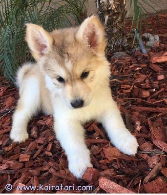 myydään huskynpennut www.koiratori.com-ilmoitus Viehättäviä uros- ja naarashuskynpentuja, jotka ovat valmiita tuomaan iloa kotiisi. Nämä suloiset koirat ovat leikkisiä ja energisiä, mikä tekee niistä täydellisiä kumppaneita perheille tai yksilöille. Ystävällisen käytöksensä ja hellyydenosoituksensa ansiosta näistä pennuista tulee varmasti rakastettu perheenjäsen. Ei ole väliä, haluatko uroksen vai naaraan.