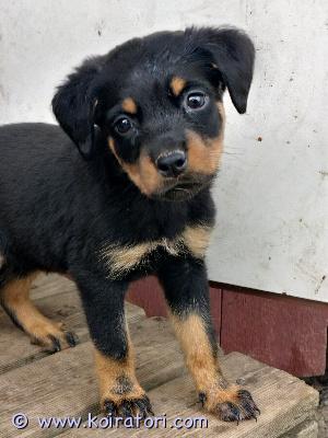 myydään rottwaileri www.koiratori.com-ilmoitus Tyttö etsii kotia,synt.31.7.25 eli on luovutusikäinen.madotettu,elänyt normi  perhe arkea.olethan harkinnut tarkkaan ennen yhteydenottoa että rotu sopii sinulle ja sinulla on sille sopivat puitteet tarjota.pentu satakunnassa ,vain soitot tai whatsap töiden takia
0403241138