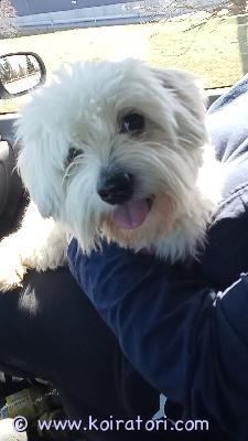 myydään cotondetulear www.koiratori.com-ilmoitus Myydään Arctic Blanco Sweetheart