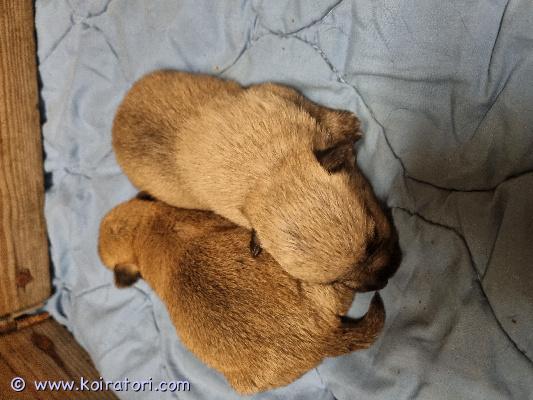 myydään sekarotuinen www.koiratori.com-ilmoitus Pieneksi jääviä pentuja varattavissa. Emä cairnterrieri-jackrussel, isä pieni sekarotuinen. Aikuispaino n. 6-7 kg. Luovutuksessa marraskuun alussa, 8-viikkoisena. Ovat silloin sirutettuja ja kaikin puolin hoidettuja. Vanhemmat todella seurallisia ja kilttejä. Pennuista tulee karkeakarvaisia luultavasti. Varausmaksu otetaan.