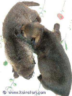 myydään saksanpaimenkoira www.koiratori.com-ilmoitus 13.9 syntyneet  käyttölinjainen saksanpaimenkoiran pennut, 1 harmaa uros ja 1 tumma narttu, etsii sitä omaa kotia.tästä kiva harrastuskaveri pennut rekisteröidään kennelliittoon, mutta tulevat ej-merkinnällä,ruviin, sekä eläinlääkäritarkistetaan ja sirutetaan. Pennut ovat luovutuksessa 1.11.2025.
hinta 1150e.
varausmaksu 150e,hyvitetään pentua hakiessa. Varausmaksua ei palauteta  mikäli ostaja peruu pennun oston. Kyselyt vain puhelimitse. 