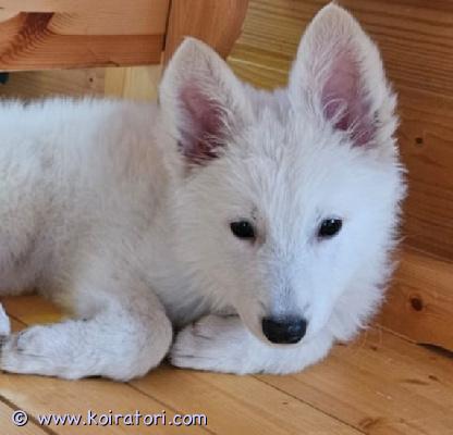 myydään paimenkoiramix www.koiratori.com-ilmoitus Omaa rakastavaa kotia etsii 19.7.2025 syntynyt valkoinen narttupentu. Pentu on eläinlääkärin terveeksi tarkastama ja sirutettu. Pentu on kasvanut keskellä kodin touhuja ja tottunut arjen ääniin. Pennun kanssa on treenattu ulkoilua ja autossa matkustamista. Pentueen vanhemmat ovat hyväluonteisia ja terveitä perhekoiria.Myydään hyvää loppuelämän kotiin. Ei osamaksua. 