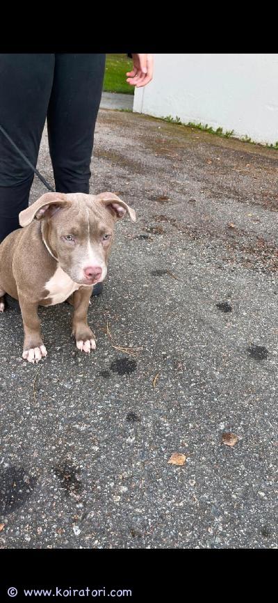 myydään pitbull www.koiratori.com-ilmoitus Kolme suloista american bully/pitbull pentua vielä kotia vailla.

pennut ovat 17 viikkoo ja 2 päivää vanhoja. Leikkisiä iloisia ja uteliaita kavereita. Pennut on sirutettu, pentutarkastettu ja säännöllisesti madotettu. 

pennut ovat tottuneet arjen touhuihin ja lapsiin. Luonteeltaan ihania ja oppivaisia jokainen omanlainen yksilö. 

pentujen emo on kiltti lapsi rakas ja sosiaalinen.
 pentujen isä on myös lapsiperheessä oleva sosiaalinen ja kiltti koira kummatkin terveitä 

lisätietoja viestillä whatsapp /sähköposti ja kerrothan viestissä itsestäsi ja minkälainen koti sinulla olisi koiralle tarjota. Kokemusta olisi hyvä olla tälläisistä roduista. 

sähköposti:kiminiklas30@gmail.com 

whatsapp : 0449500160