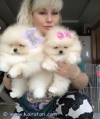 myydään pomeranianinpentua www.koiratori.com-ilmoitus Kaksi klassista pomeranianinpentua adoptoitavaksi. Pentumme ovat erittäin söpöjä, ihastuttavia ja seurallisia, hyväluonteisia. Erinomaiset eurooppalaiset linjat, hyvä luonne ja terveys, rokotetut ja 4 kuukauden ikäisiä. Vain vakavat tiedustelut. Lisätietoja saat kirjoittamalla sähköpostitse osoitteeseen 