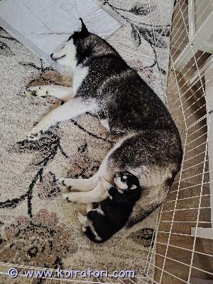 myydään Siperianhusky www.koiratori.com-ilmoitus Myydään narttu husky. Syntynyt 10.9.2025,luovutus 4.11.2025--.myydään madotettuna, eläinlääkärin tarkistamana ja sirutettuna. Äiti ja isä puhtaita huskyja, heidän paperit nähtävissä. Pentua ei rekisteröidä kenneliittoon. Pentu tottunut lapsiperheeseen, normaaliin arkeen ja kissoihin. Jos kiinnostuit laita viestiä millaiseen perheeseen pentu olisi tulossa. Varausmaksu 400e jota ei palauteta ostajan peruessa kaupat. 