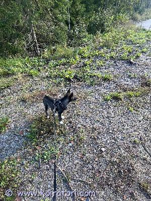 myydään sekarotuinen www.koiratori.com-ilmoitus etsii uutta kotia 5kk narttu luna saksanpaimenkoira mix / sekarotuinen. On tullut virosta meille. Löytyy lemmikkipassi ja kaikki tärkeät rokotukset. On energinen ja rakastaa nuolla.

luovumme, koska itse en pysty huolehtimaan hänestä, kun sain tietää että olenkin raskaana, kun pentu tuli meille. Puolisoni taas on töissä suurimman osaa, joten on vaikeaa huolehtia lunasta.

aina saa kysyä videoita/kuvia ja myös voi tulla katsomaan sovitulla ajalla ennen ostamista. Pitää vielä opettaa sisäsiistiksi, mutta osaa ja tajuaa tehdä ulos! on alkanut leikkimään muiden koirien kanssa ja on todella ystävällinen

ei ole varausmaksuja ja osamaksuja ja sen tyyppisiä ei oteta vastaan!!!

mielummin laittakaa viestiä whatsappiin 0449790731

espoon keskuksesta haku ja käteisellä maksu!!!