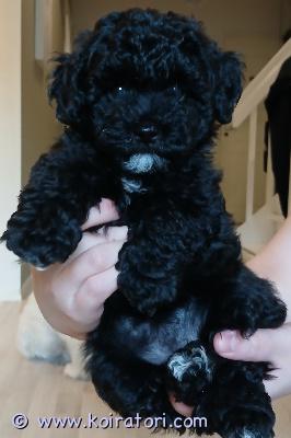 myydään monirotuinen www.koiratori.com-ilmoitus Myydään ihana rohkea ja ihmisläheinen tyttö pentu. Sisältää 4 suosittua rotua eli havannankoira, bichon frise, coton de tulear ja kääpiövillakoira. Sosiaalistettu hyvin ja tottunut erilaisiin kodin ääniin ja lapsiin. Madotettu säännöllisesti. Pennun on eläinlääkäri tarkastanut ja siruttanut. Pennulla pienen pieni napatyrä, josta ei eläinlääkärin mukaan ole haittaa ja joka voi pennun kasvaessa hävitä. Tämä otettu hinnassa huomioon. Tyttö nyt 7vko vanha eli valmis muuttamaan uuteen perheeseen. Kerrothan millainen koti sinulla olisi tarjolla.