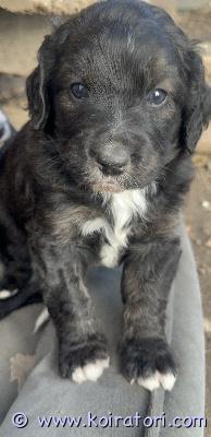 myydään bernedoodle www.koiratori.com-ilmoitus Kohta 5- viikkoiset hurmurit vielä kotia vailla! 

tutustu lisää
https://www.kennelsweetdog.com/
