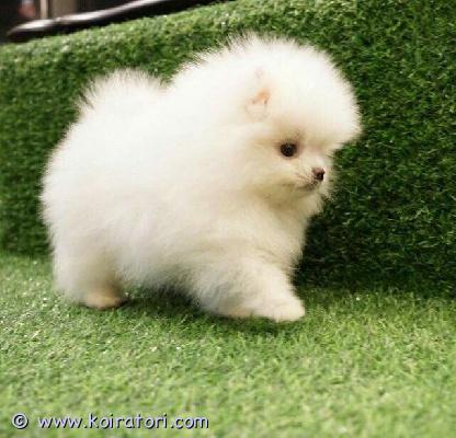 myydään pomeranian www.koiratori.com-ilmoitus Söpö uros etsii hyvä kotia