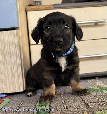 myydään sekarotuisia www.koiratori.com-ilmoitus Pennut eivät kasva isoksi, sillä niiden vanhemmat ovat spanieli, corgi, mäyris ja muita pienempiä rotuja.
ne saavat ensi viikolla varhaisen rokotuksen, ja ovat valmiita luovutukseen 11.10.2025 alkaen.

saatavilla on sekä urospuolisia että narttupuolisia pentuja. Värityksissä löytyy sekä vaaleita että tummempia vaihtoehtoja.

pennut sopivat erinomaisesti perhe- ja seurakoiriksi.

ota yhteyttä whatsappin kautta: 0449586016