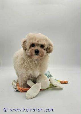 myydään maltipoo www.koiratori.com-ilmoitus Luovutusikuinen urospentu vapaana. Pentu on moneasti madotettu, eläinlääkärin tarkastama, siru, eu passi annettu ensimmäinen rokotus.vanhemmat hyväluonteisia, terveitä, kääpiövillakoira, malta koira, kysy lisä
