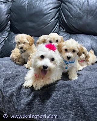 myydään maltipoo www.koiratori.com-ilmoitus Ihanat maltipoo-pennut etsivät rakastavia koteja – luovutus 12. Lokakuuta alkaen

iloisena ilmoitamme, että perheessämme on syntynyt 5 suloista maltipoo-pentua 17. Elokuuta 2025. Pennut ovat valmiita muuttamaan uusiin koteihin 12. Lokakuuta alkaen, jolloin ne täyttävät 8 viikkoa. Yksi pentu on jo varattu, joten 4 etsii vielä omaa loppuelämän kotiaan.

pennut kasvavat rakastavassa ja huolehtivassa kotiympäristössä, ja niitä on sosiaalistettu alusta lähtien.

tietoa pennuista

rotu: maltipoo (maltankoira x kääpiövillakoira)

syntymäpäivä: 17. Elokuuta 2025

luovutusikä: 8 viikkoa (luovutus 12. Lokakuuta alkaen)

turkki: pehmeä, kihara ja allergiaystävällinen

luonne: ystävällinen, älykäs ja seurallinen


terveys ja hoito

molemmat vanhemmat ovat terveitä ja eläinlääkärin tarkastamia

pennut luovutetaan:

eläinlääkärin tarkastamina

mikrosirutettuina

rokotettuina (ensimmäinen rokotus)

säännöllisesti madotettuina



pentupakettiin sisältyy

pussi tuttua penturuokaa

peitto, jossa on emon tuoksu

lelu

hoito-ohjeet ja rokotustodistus

pennut saavat parhaan mahdollisen alun elämäänsä ja etsivät nyt turvallisia, huolehtivia ja rakastavia koteja.

jos olet kiinnostunut, haluat lisätietoja tai kuvia, ota rohkeasti yhteyttä.

vain vakavat kyselyt, kiitos.