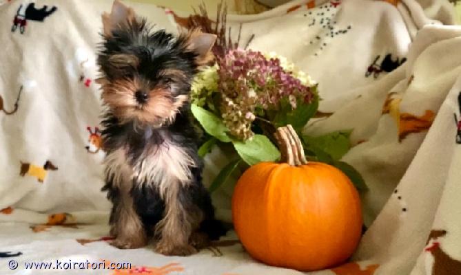 myydään yorkshirenterrier www.koiratori.com-ilmoitus Vapaat uros ja narttupentu. Pennut on moneasti madotettu, eläinlääkärin tarkastama , siru, eu passi, kaikki rokotukset annettu voimassa vuoden.molemmat on reippaita , hiljaisia , ei haukkuherkkoja, kuten vanhemmat. Vanhemmilla polvet, sydän tarkastettu, molemmat hyvänluonteisia, tasapainoisia koiria, pennut pääse oma kotiin rabies karenssin jälkeen, kysy lisä