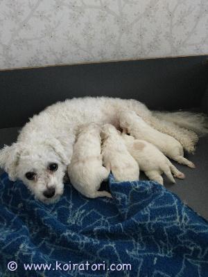 myydään bichonfrice www.koiratori.com-ilmoitus Myydään bichon frisé -pentu rakastavaan kotiin 

rotu: bichon frisé
syntynyt: 18.9.2025
luovutusvalmis: 13.11.2025 alkaen (täyttänyt 8 viikkoa)
sukupuoli: narttuja 2, uroksia 2.
sijainti: kurikka
hinta: 1800 € varaus maksu 200e

iloinen ja seurallinen bichon frisé -pentue etsii uutta, rakastavaa kotia. Pennut kasvavat lapsiperheessä, tottuneet arjen ääniin ja käsittelyyn. Sopii loistavasti perhekoiraksi, allergiaystävällinen turkki (ei lähde karvaa).

pentue on madotettu säännöllisesti, ja ne saa eläinlääkärin tarkastuksen. Sekä kaikki muut viralliset asiat hoidettuna luovutus hetkellä

vanhemmat: molemmat vanhemmat ovat terveitä ja hyväluonteisia perhekoiria ovat samaa rotua, emä nähtävissä paikan päällä.

toivomme pennuille kotia, jossa on aikaa, sitoutumista ja paljon rakkautta tarjolla. ????

???? yhteydenotot: +358 45 1793892  tenho koivisto 
lisätietoja ja kuvia saa kysymällä!


