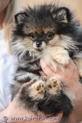 myydään pomeranian www.koiratori.com-ilmoitus  pomeranian pentu (5kk)etsii rakastava kotia.pentu on rokotettu ja madotettu.mahdollinen osamaksulla.eläinlääkerin todistuksen saa mukaan.