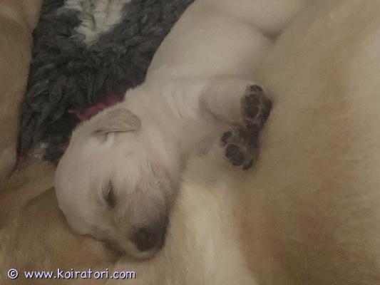 myydään labradoodle www.koiratori.com-ilmoitus varattavissa tutkituista ja terveistä vanhemmista labradoodle tyttö ja poika pennut. Pennut luovutetaan 27.10.25 alkaen eläinlääkärin tarkistamina , sirutettuina , useasti madotettuna.
pennut saavat mukaansa pentupaketin missä mm tuttua ruokaa ym kerrothan pentua kysyessäsi millaiseen kotiin pentu tulisi