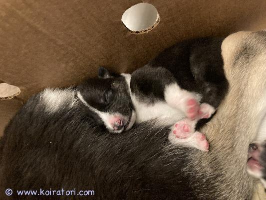 myydään Husky/jämpti/sakemanni www.koiratori.com-ilmoitus Sekarotuisen koiranpennut, syntyneet suomessa, pohjanmaalla laihialla 25.09.2025.
vanhemmat ovat terveitä ja aktiivisia perhekoiria, molemmat suomessa syntyneitä. Vapaana 1 narttu ja 5 urosta.

pennut luovutetaan 8viikon iässä 20.11.2025 alkaen eläinlääkärin tarkastamina ja sirutettuina. Uusi koti hoitaau rokotukset kuntoon 12viikon iässä. Pennut madotetaan ennen luovutusta 2,4,6 ja 8 viikon iässä.

pentujen koko aikuisen n. 20-30kg. Tarvitsevat aktiiviset ulkoilevat omistajat ja kokemusta koirista.

emonsa on lempeä leikkisä hulivili, joka rakastaa niin kainalossa pötköttelyä kuin pihalla rymyämistä.

isä todella aktiivinen ja riistaviettiä omaava, rakastava hurmuri jonka kanssa ei käy aika pitkäksi.

lisätietoja ja kuvia kysymällä. Kerrothan itsestäsi ja millaisen kodin tarjoat.

varausmaksu 250€, jota ei palauteta jos ostaja peruu varauksen.