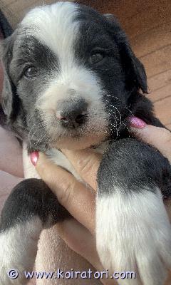 myydään bernedoodle www.koiratori.com-ilmoitus Bernedoodle pennut varattavissa. Yhdistelmä berninpaimenkoiran- villakoira

pennut ovat reippaita ja rohkeita, kasvavat isoksi, turkki vaatii trimmausta.

tutustu https://www.kennelsweetdog.com/