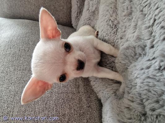 myydään chihuahua www.koiratori.com-ilmoitus Urospentu odottaa uutta rakastavaa kotia. Poika syntynyt 11.8.2025 eli on luovutusikäinen 6.10.2025.
poika on kasvanut perheemme arjessa ja tottunut ihmisiin ja muihin koiriin. Poika on reipas,utelias ja sosiaalinen.eläinlääkärin tarkastus,sirutus ja varhaisrokotus suoritettu 30.9.2025 joten poika pääsee ulos tutustumaan syksyn ihmeisiin 14.10.2025.
poika on madotettu kolmeen kertaan ja pitää rokottaa 12 viikon iässä uuden omistajan toimesta.
pojan vanhemmat on puhdasrotuisia ja nähtävissä paikan päällä.
jos haluat antaa pojalle kodin niin kerrothan viestissä millaiseen kotiin poika olisi tulossa.
minuun voi ottaa yhteyttä soittamalla,viestillä ja sähköpostitse