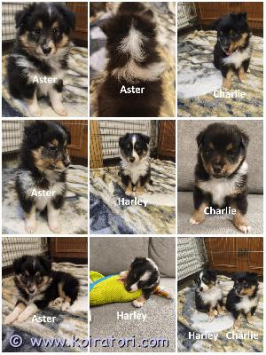 MYYDääN sheltie www.koiratori.com-ilmoitus The kennel is now accepting reservations for sheltie puppies: three tricolor males.
the puppies are about 1.5 months old.
they will be ready to go to their new families in late october or early november.
the puppies are healthy, both from their parents. Both parents have excellent cea (eye) and dysplasia testing results.
each puppy will have an ekl/fci pedigree, a european passport, a microchip, age-appropriate vaccinations, and a sales contract.
i have whatsapp and viber.
kennel ottaa nyt vastaan varauksia kolmelle tricolor shelti-urokselle.
pennut ovat noin 1,5 kuukauden ikäisiä.
ne ovat valmiita muuttamaan uusiin koteihinsa lokakuun lopulla tai marraskuun alussa.
pennut ovat terveitä, molemmat vanhemmistaan. Molemmilla vanhemmilla on erinomaiset cea- (silmä) ja dysplasiatestien tulokset.
jokaisella pennulla on ekl/fci-sukutaulu, eurooppalainen passi, mikrosiru, ikätasoiset rokotukset ja kauppakirja.
minulla on whatsapp ja viber.