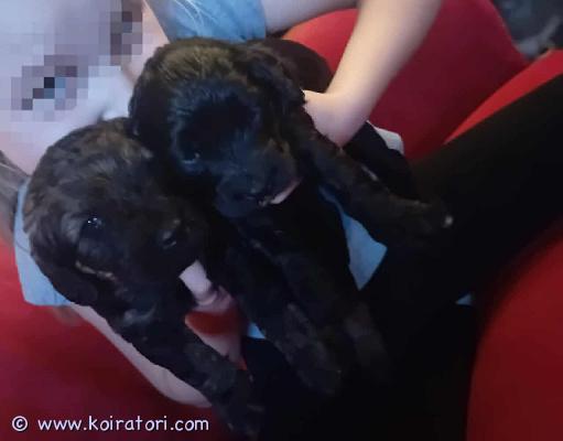 myydään Labradoodlepennut www.koiratori.com-ilmoitus VARATTAVISSA kotimaiset vastuullisesti kasvatetut labradoodlepennut. Pennut ovat syntyneet 16.9.2025 ja ne ovat valmiita muuttamaan omiin koteihin 4.11.2025 jälkeen. Pennut luovutetaan eläinlääkärin tarkastamina ja mikrosirutettuina, useaan kertaan madotettuina, hyvin sosiaalistettuina ja rekisteröityinä. Pennut harjoittelevat ulkoilua ja sisäsiisteyttä jo ennen luovutusta, joten uudessa kodissa on helppo jatkaa. Pennut tottuvat toisiin koiriin ja lapsiin. Pentueen emä on labradoodle (labradorinnoutaja x isovillakoira) ja isä keskikokoinen villakoira, joten pentujen odotettavissa oleva aikuiskoko on noin 12-15kg. Yhdistelmä on allergiaystävällinen. Pennuissa on siis 75% villakoiraa ja 25% labradorinnoutajaa. Jäljellä on sekä uros- että narttupentuja.

Kasvatustoimintamme on yritysmuotoista, joten ostamalla pennun meiltä saat turvaksesi kuluttajansuojan ja lisäksi tiedät, että verot kasvatustoiminnasta maksetaan asianmukaisesti. Laadimme kaupasta aina kirjallisen kauppakirjan.

Pennun hinta on 1 800 €, josta varausmaksu (jota ei palauteta) on 300 €.

Jos kiinnostuit, tutustu kotisivuihimme ja ota rohkeasti yhteyttä.