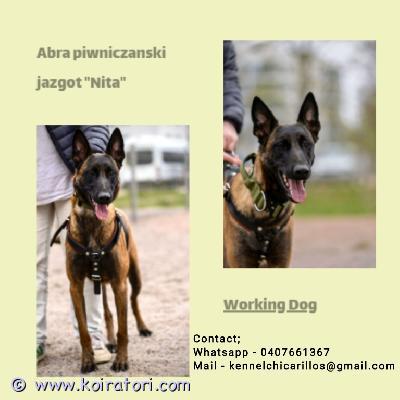 myydään belgianpaimenkoira www.koiratori.com-ilmoitus Suomeksienglish post belowpentusuunnitelmia!maaliskuu 2026tulevat pennut rekisteröidään asianmukaisesti suomen kennelliittoon fci. Pentue lähtee uusiin koteihin hyvin sosiaalistettuina, eläinlääkärin tarkastamina sekä madotettuina. Pennut tulevat elämään normaalin perhearjen keskellä.pentujen mukana tulee kattava pentupaketti, johon kuuluu tietysti kasvattajan elinikäinen tuki. Paketissa on mm. Sukupuu, pentuopas, tuttua ruokaa, vilttiä jne.pennuista odotetaan hyviä harrastuskoiria erityisesti suojeluhoimmiin, mutta myös potkua varmasti muihinkin lajeihin löytyy.pentueen emän kanssa on tehty bh sekä treenataan mahdollisesti kohti tk1. Narttu on hyvin aktiivinen koira, ja tältä löytyy kokoa 29kg verran. Siro kuitenkin rakenteeltaan, ja liikkuu sulavasti. Erittäin avoin koira, joka rakastaa ihmisiä, mutta osaa treenatessa olla välinpitänmätön. Ei ääni taikka alustaarkuuksia. Ruoka maistuu ilman kutinoita tai muitakaan ongelmia. Todella saalispainotteinen koira, joka rakastaa tekemistä. Hiukan dominoiva luonne, mutta kuitenkin erittäin miellyttämishaluinen ohjaajalle. Tasapainoinen narttu, joka toimii myös paineen alla.uroksen omistajan kertomaabandit on 32 kg painava malinois, jolla on upea rakenne. Tämä on tehnyt bhta vastaavan kokeen, stmrn ja treenaa mr1 varten. Uros on sosiaalinen ihmisten ja eläinten kanssa, sekä tällä on loistava on ja off kytkin. Kun bandit työskentelee, tämä on hyvin keskittynyt ja ottaa tehtävänsä vakavasti. Uros ottaa purut erittäin vakavasti, eikä sählää turhia, toimii myös paineen alla loistavasti. Bandit toimii erilaisissa ympäristöissä ongelmitta, eikä pelkää minkäänlaisia ääniä tai alustoja. Ei allergioita myöskään ja syö ruokansa mielellään ilman muitakaan ongelmia. Uros on itsenäinen ja pystyy työskentelemään kaukana ohjaajastaan. Tällä on todella paljon saalisviettiä, eli hyvinkin motivoitavissa oleva koira. Kaikin puolin tasainen ja kiva kaveri arjessa.pentujen vanhemmat ovat tutkittu laajasti, ja täyttävät pevisa ehdot.englishsuomeksi ylempänäpuppyplansmarch 2025puppies will be registered to finnish kennel club fci. Puppies will move to their new homes well socialized, checked by vet and wormed. They will live in the middle of the normal family life.puppies will leave with a comprehensive puppy packet. Including lifelong support of the breeder. In packet there is for example, pedigree, puppy guide, familiar food, planket etc.puppies are expected to be good sportdogs. Particularly to protection, but also to other sport.the dam of the litter has passed the bh test and is possibly training towards the tk1 title. The female is a very active dog, weighing around 29kg. She is however slender in build and moves gracefully. An extremely open dog who loves people but can be indifferent during training. No issues with noise or surface fears. She eats well without itching or any other problems. A very prey-driven dog who loves having tasks to do. Slightly dominant in nature but very eager to please her handler. A balanced female who performs well under pressure.males owner toldbandit is a 32 kg malinois with an outstanding structure. He has passed a test equivalent to the bh, the stmr, and is training for the mr1 title. The male is social with both people and animals, and has an excellent on and off switch. When bandit is working, he is highly focused and takes his tasks seriously. He takes bite work very seriously and doesnt mess around, performing excellently under pressure. Bandit works seamlessly in different environments and is not afraid of any sounds or surfaces. He also has no allergies and enjoys his food without any issues. The male is independent and can work away from his handler. He has a strong prey drive, making him highly motivatable. Overall, he is a well-balanced and pleasant companion in everyday life.the parents of the puppies have been extensively tested and meet the pevisa requirements.