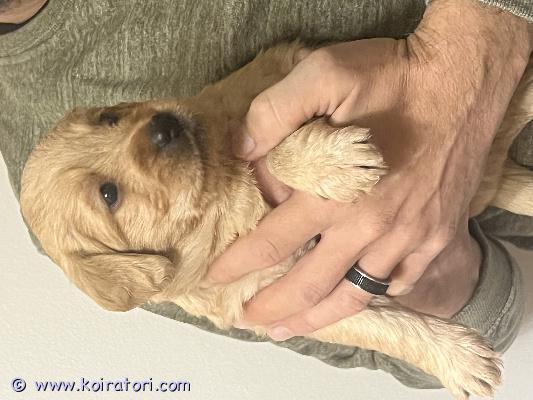 myydään labradoodle www.koiratori.com-ilmoitus Varattavissa tutkituista ja terveistä vanhemmista labradoodle tyttö ja poika pennut. Pennut luovutetaan 27.10.25 alkaen eläinlääkärin tarkistamina , sirutettuina , useasti madotettuna.
pennut saavat mukaansa pentupaketin missä mm tuttua ruokaa ym kerrothan pentua kysyessäsi millaiseen kotiin pentu tulisi