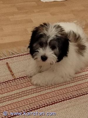 myydään cotondetulear www.koiratori.com-ilmoitus Eilen 10.10 liputettiin näiden pienten syntymää.
syntyivät sopivasti koko perheen joulun pehmopaketeiksi. Luov vko 49.

pennut puhdasrotuisia cottosia.
madotetaan asianmukaisesti, eläinlääkäri tarkastaa ja siruttaa.

kasvavat norm elämän äänissä ja vilinässä..

vanhemnat terveitä ja hyvän luonteisia.

toinen kuva edellisestä pentueesta, jossa 4kk ikäinen uros pentu,näistä tulee saman näköisiä. 