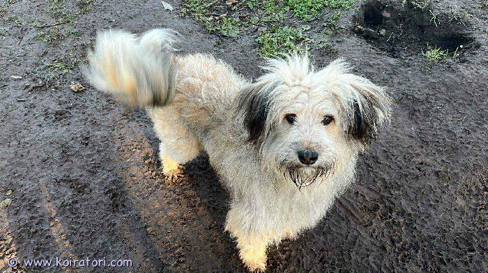 MYYDääN labradoodle www.koiratori.com-ilmoitus 1v. Koira etsii rakastavaa kotia, jossa saa paljon huomiota ja rakkautta. 

lisätietoja ja kuvia saa ottamalla yhteyttä whatsapp issa; +37254664 888

koiran hinta 350 
suomeen +50
