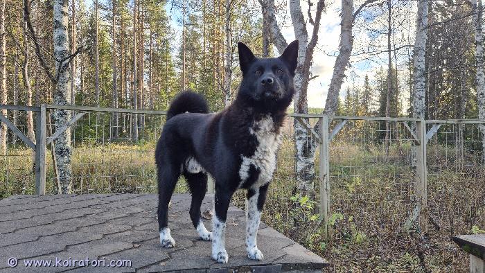 myydään karhukoira www.koiratori.com-ilmoitus 5v sekarotuinen uros karhukoira vailla kotia (3/4 karhukoira 1/4 suomen pystykorva). Jäänyt neljä vuotta sitten hirven jalkoihin, eikä enää uskalla haukkua. Enimmäkseen ollut ulkokoira mutta myös sisällä pärjää. Tosi mukava kaveri, tottunut lapsiin, mutta kaipaa myös omaa rauhaa. Kokonsa ja jäntevyytensä sekä edellä mainittujen seikkojen takia ei sovi pelkäksi sisäkoiraksi perheeseen, jossa pieniä lapsia. kysymällä lisätietoa. Rovaniemi.