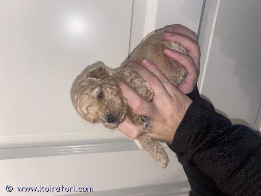 myydään kääpiövillakoira www.koiratori.com-ilmoitus Rakastavaa ja vastuuntuntoista kotia etsii kaksi urospentua. Pennut rekisteröidään kennelliittoon. 
pentujen vanhemmat ovat terveystutkittuja.
pentujen vanhemmat ovat kooltaan pieni kokoisia emä 26cm 2,9kg ja isä 29cm 3,6k. 
pennut ovat luovutuksessa 7vk ikäisenä 13.11 alkaen.