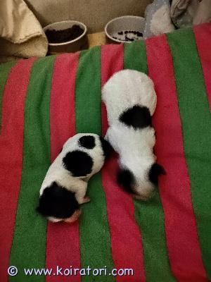myydään cotondetulear www.koiratori.com-ilmoitus Kaksi coton de tulearin pentusta varattavissa.
pennut syntyneet 13.10.25.

pennut reksisteröidään skl.
eläinlääkärin tark ja sirutus ennen luov sekä asianmukainen madotus.

