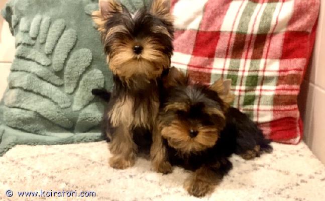 myydään yorkshirenterrier www.koiratori.com-ilmoitus Luovutusikuiset uros ja narttupentu 3,5 kk. Pennut on suloiset, aikuspaino noin 3 kg. Madotettu usein 28 pv väli, eläinlääkärin tarkastama, sirut, eu passit. Pennuille annettu kaikki rokotukset, 2x nelosrokote ja rabies. On uteliaita ja reippaita .vanhemmat terveystarkastettu hyväluonteisia pikkukoiria, kysy lisä