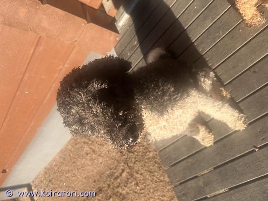 myydään isovillakoira www.koiratori.com-ilmoitus Leikattu 2021 syntynyt isovillakoira etsii uutta kotia. Ei missän nimessä ongelma koira, hyvin koulutettu ja pidetty, terve ja terveystutkittu. Kennelliittoon rekisteröity. Sopisi vaikka ensi koiraksi.   asunut maalla ja kerrostalossa. 