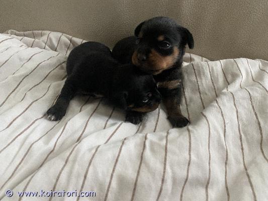 myydään japanesechin www.koiratori.com-ilmoitus Myydään japanechin/venäjäntoy mix uros pennut sirutettuna madotettuna eläinlääkärin tarkastamina koiravirastoon rekisteröitynä luovutus ikäisiä 21.11.musta ruskeita.ei tuonti pentuja ei osamaksua