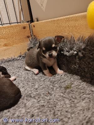 myydään chihuahua www.koiratori.com-ilmoitus Varaus peruuntui, joten uudestaan omaa perhettään etsii tämä tyttöpentu. Luovutetaan ohjeistuksen mukaisesti madotettuna, eläinlääkärin tarkastamana ja sirutettuna aikaisintaan 8 viikon iässä. Molemmat vanhemmat meidän omia koiria, joten myös isään pääsee tutustumaan. Tervetuloa tutustumaan sekä pentuun, että palvelusväkeen. Ei osamaksulla, eikä varata ilman tutustumiskäyntiä. 