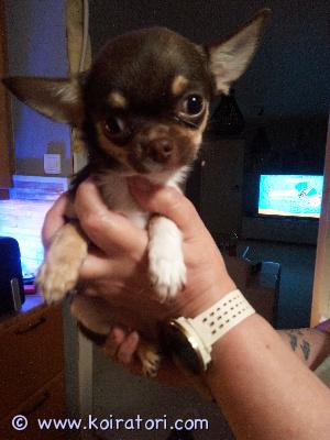myydään chihuahua www.koiratori.com-ilmoitus Ihana pienikokoinen chihutyttö valmiina uusiin seikkailuihin. Vilkas neiti. S. 12.6. Luovutus heti.