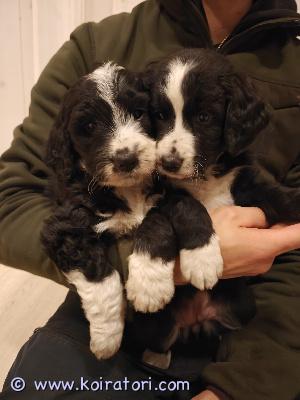 myydään bernedoodle www.koiratori.com-ilmoitus 8 viikkoiset, uuteen kotiin valmiit pennut. 

berninpaimenkoira x villakoira, turkki trimmattava. 

sosiaaliset ja reippaat pennut. 