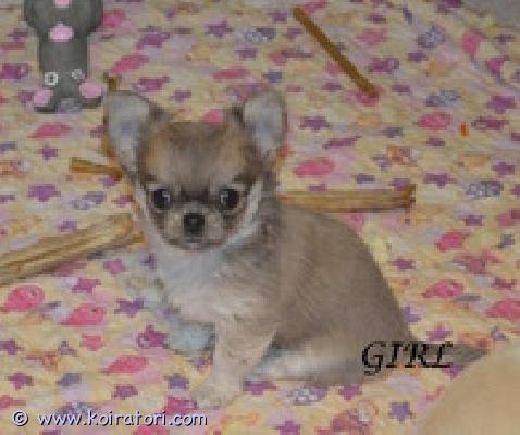 MYYDääN chihuahua www.koiratori.com-ilmoitus Chihuahua, naaras, syntynyt 24.08.2025, pitkäkarvainen, kaunis ja iloinen. Saatavilla rakkaaksi lemmikiksi perheeseen. Sukutaulu, eurooppapassi, mikrosiru, rokotukset ja madotukset.
lyhytkarvainen, kermanvärinen uros. 15.08.2025 . Sukutaulu, mikrosiru, eurooppapassi, madotukset ja rokotukset. Saatavilla rakkaaksi lemmikiksi.

lisätietoja: kitanakitana1234@bk.ru