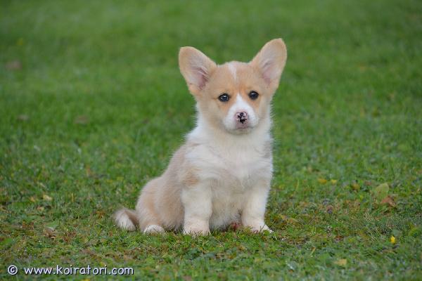myydään corgi www.koiratori.com-ilmoitus Varattavissa vielä pari welsh corgi cardigan pienokaista huolehtiviin loppuelämän koteihin. Luovutusikään tulevat joulukuu ensimmäisellä viikolla. Pennut luovutetaan sirutettuina ja eläinlääkärintarkastamina ja useaan kertaan madotettuina ja ruviin rekisteröityinä. Ei rekisteröidä kennelliittoon joka huomioitu hinnassa. Syynä emän rekisteröimättömyys. Uroksia ja narttuja. Kerrothan yhteydenotossasi minkälainen koti olisi tarjolla.
