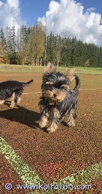 myydään yorkshirenterrier www.koiratori.com-ilmoitus Vapaat luovutusikuiset uros ja narttupentu. Pennut on aktiiviset, hyväluonteisia , terveitä. Madotettu jo moneasti koska ikä on 3,5 kk. Eläinlääkärin tarkastama, siru, eu passi, Annettu kaikki rokotukset, myös rabies, voimassa vuoden. Vanhemmat terveystarkastettu polvet kunnossa, kysy lisä 