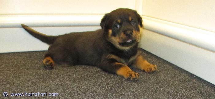MYYDääN rottweiler www.koiratori.com-ilmoitus 11.9 syntynyt pentu etsii kotia pennun vanhemmat omia hyväluonteisia koiria pentu on sosiaallinen ja reipas pentu sirutetaan ja tarkastetaan ennen luovutusta 8vko:n ikäisenä pennun voi varata varausmaksu on 300e vähennetään hinnasta varausmaksua ei palauteta jos ostaja peruu kaupan ei osamaksua.
tiedustelut 0414863276 tai sähköpostilla