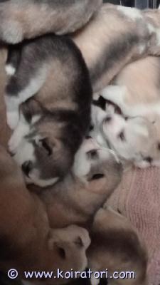myydään husky www.koiratori.com-ilmoitus Puhdasrotuisia siperianhuskyn pentuja, syntyneet 2.10.2025 terveistä omista vanhemmista. 5 narttua ja 3 urosta. Toisessa kuvassa äiti ja isä koirat. Liikunnalliseen, ulkoilevaan kotiin.https://www.hankikoira.fi/koirarodut/siperianhusky rekisteröimättömiä, sirutetaan 5 viikon iässä, madotukset tehdään. Tottuneet lapsiin. Pentupakkaus mukaan, johon tulee pantatalutin, huivi(emon hajulla) raksuja. Osamaksua ei. Käteinen, tilisiirto, varausmaksu 250 e joka vähennetään kauppasummasta sitten luovutustilanteessa loppu kauppahinnasta. Kauppakirja tehdään uudelle omistajalle. Raahe Pohjois-Pohjanmaa